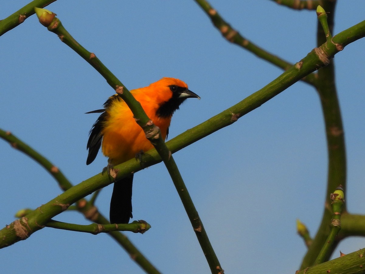 Orange Oriole - ML639489708