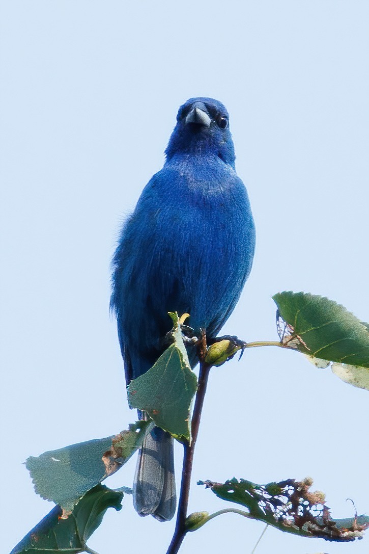 Passerin indigo - ML639489710