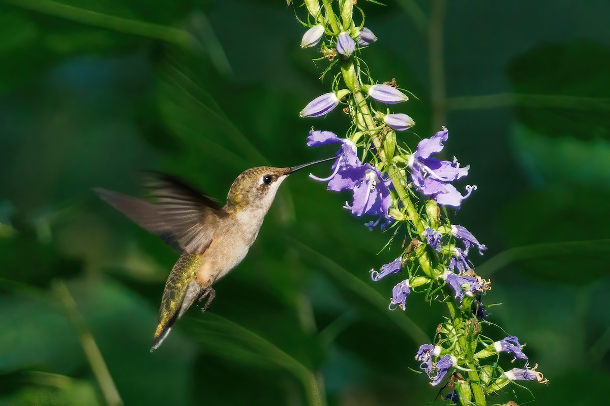 Colibri à gorge rubis - ML639489727