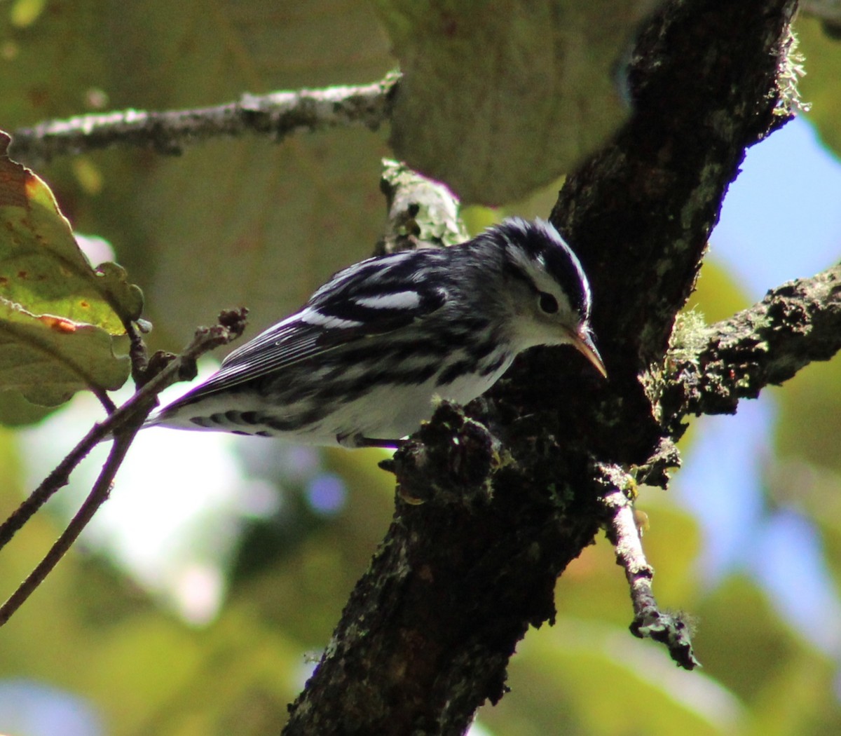 Black-and-white Warbler - ML639489808