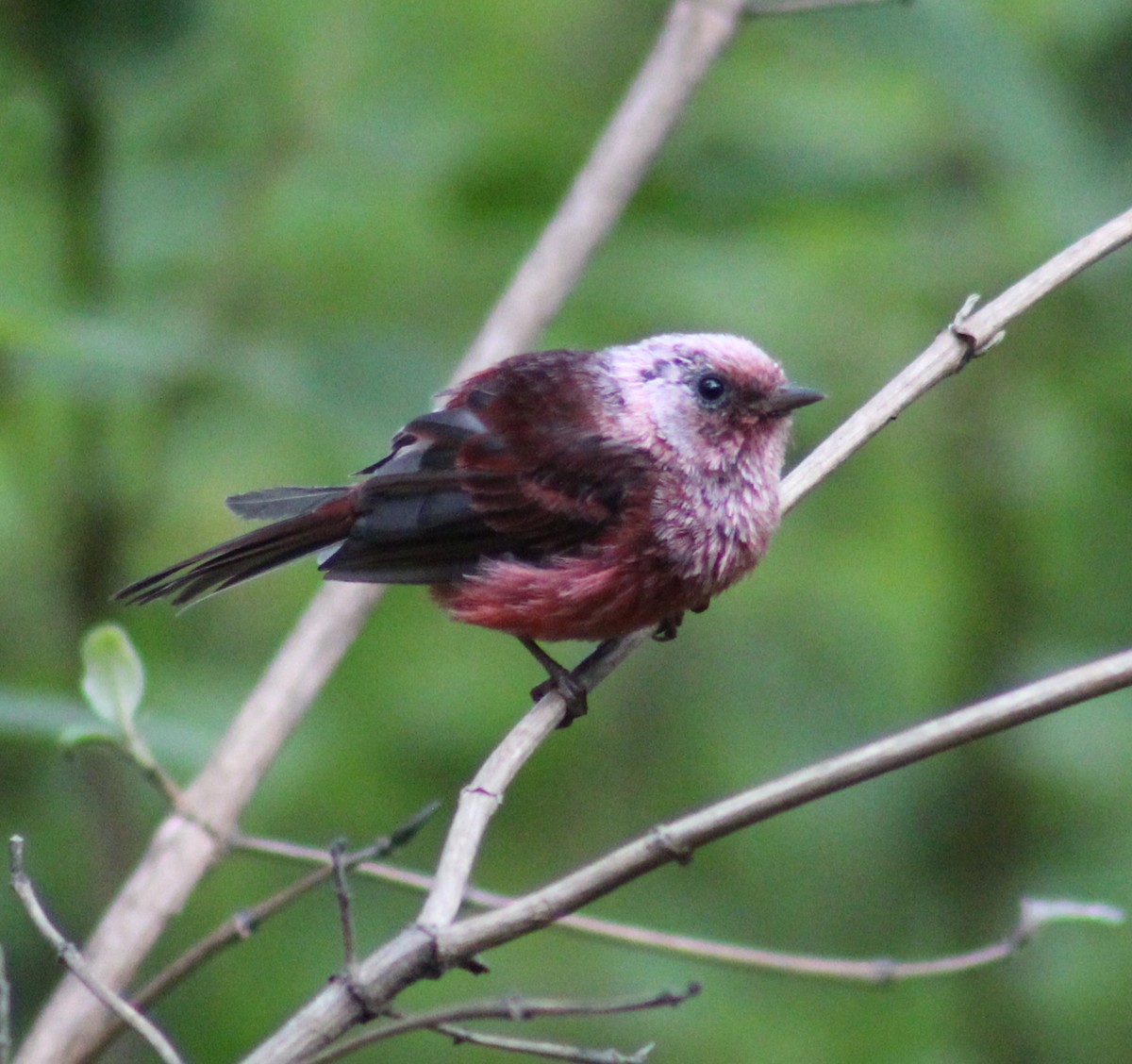 Pink-headed Warbler - ML639489814
