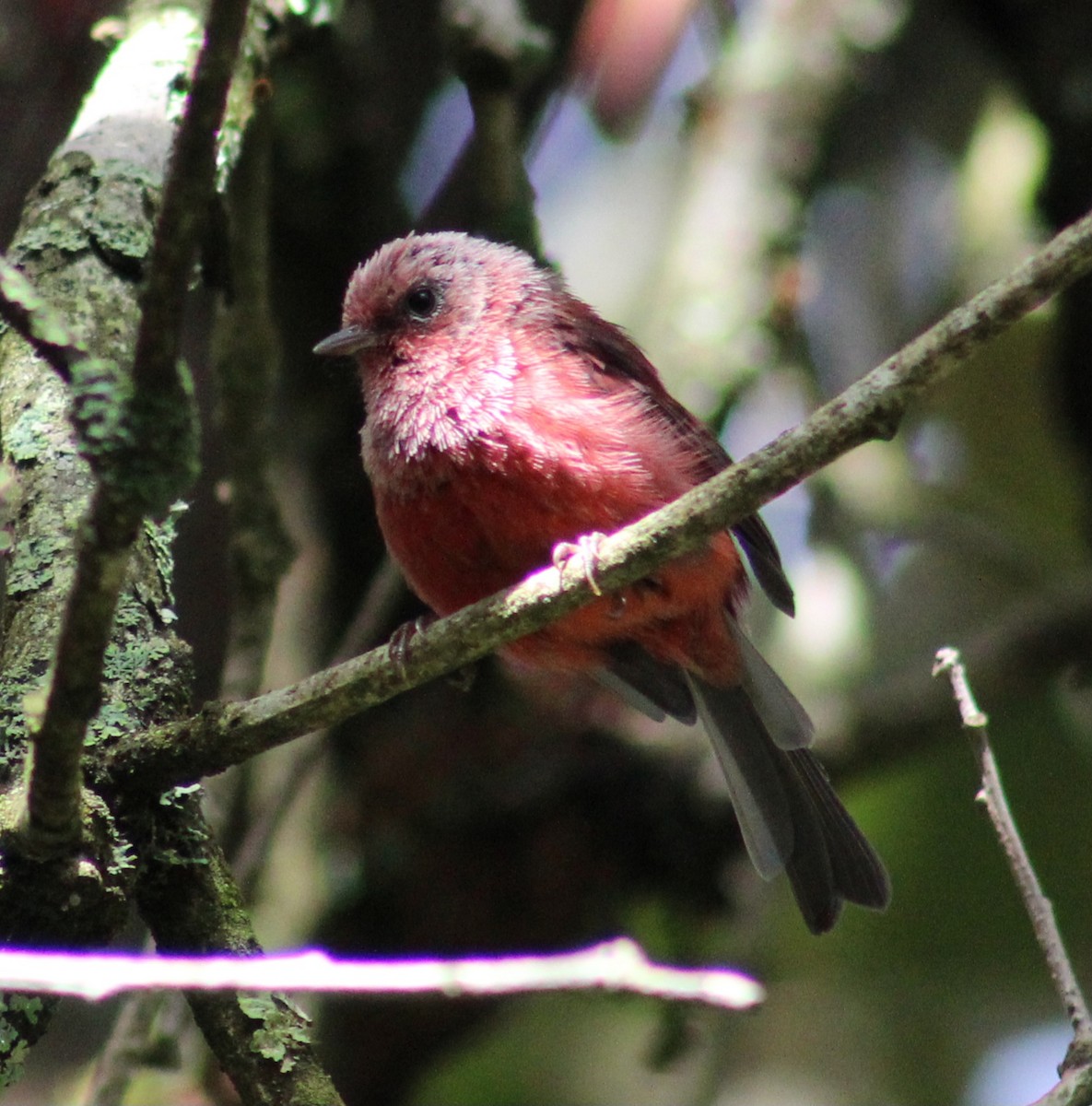 Pink-headed Warbler - ML639489815