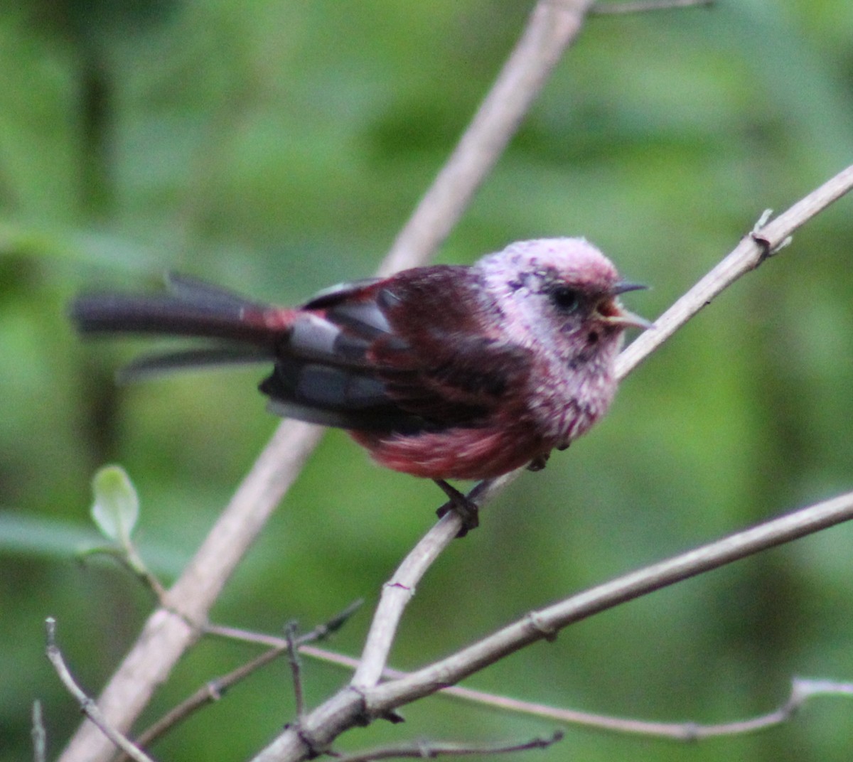 Pink-headed Warbler - ML639489816