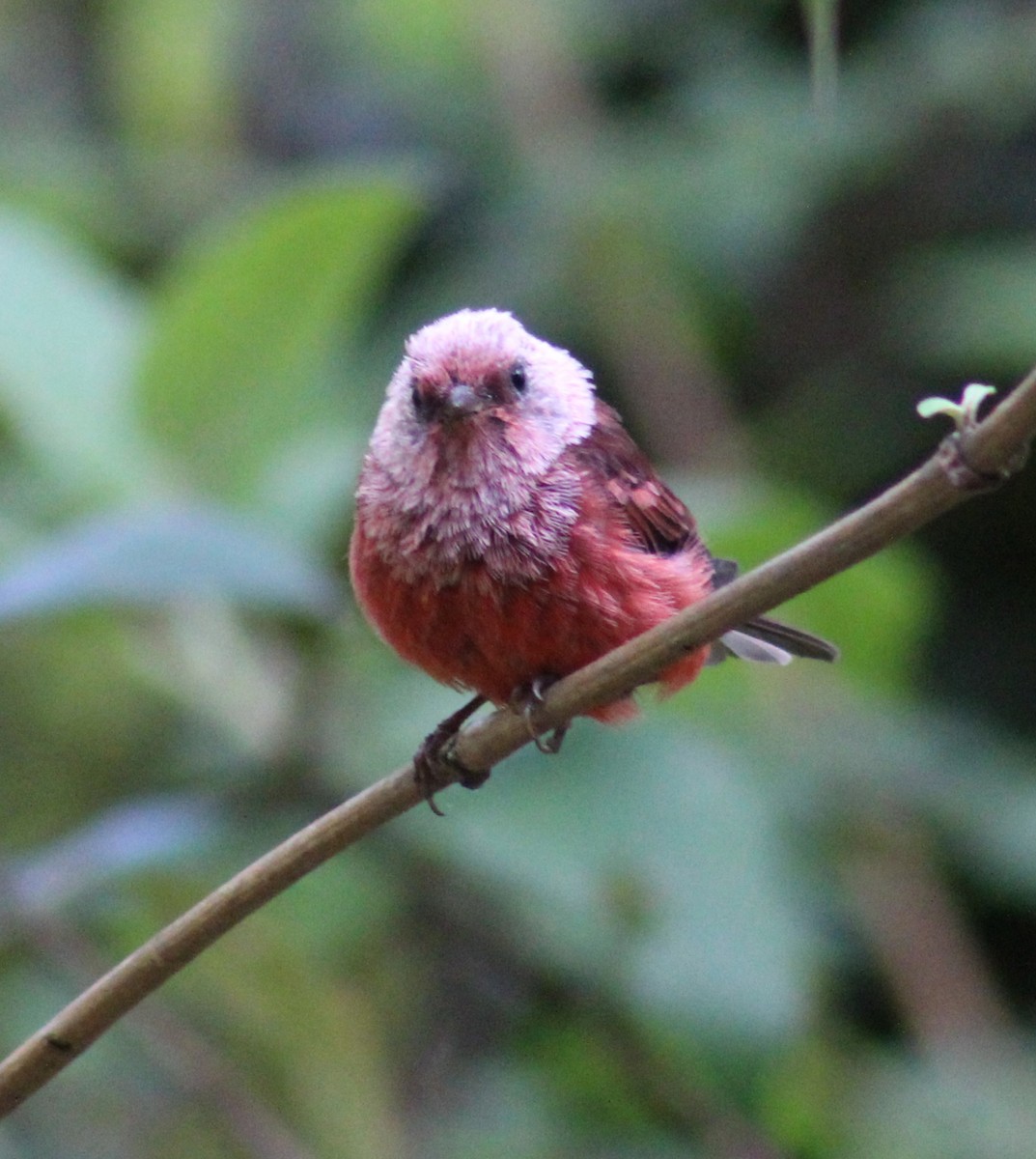 Pink-headed Warbler - ML639489817
