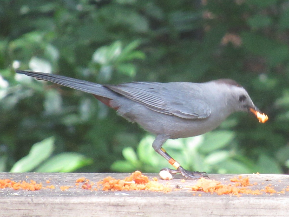 Gray Catbird - ML639489859