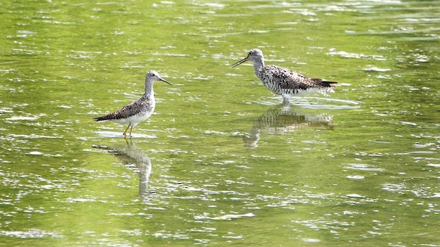 Greater Yellowlegs - ML639489903