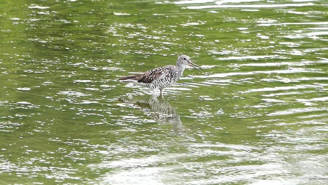 Greater Yellowlegs - ML639489904