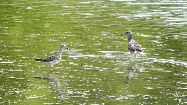 Greater Yellowlegs - ML639489905