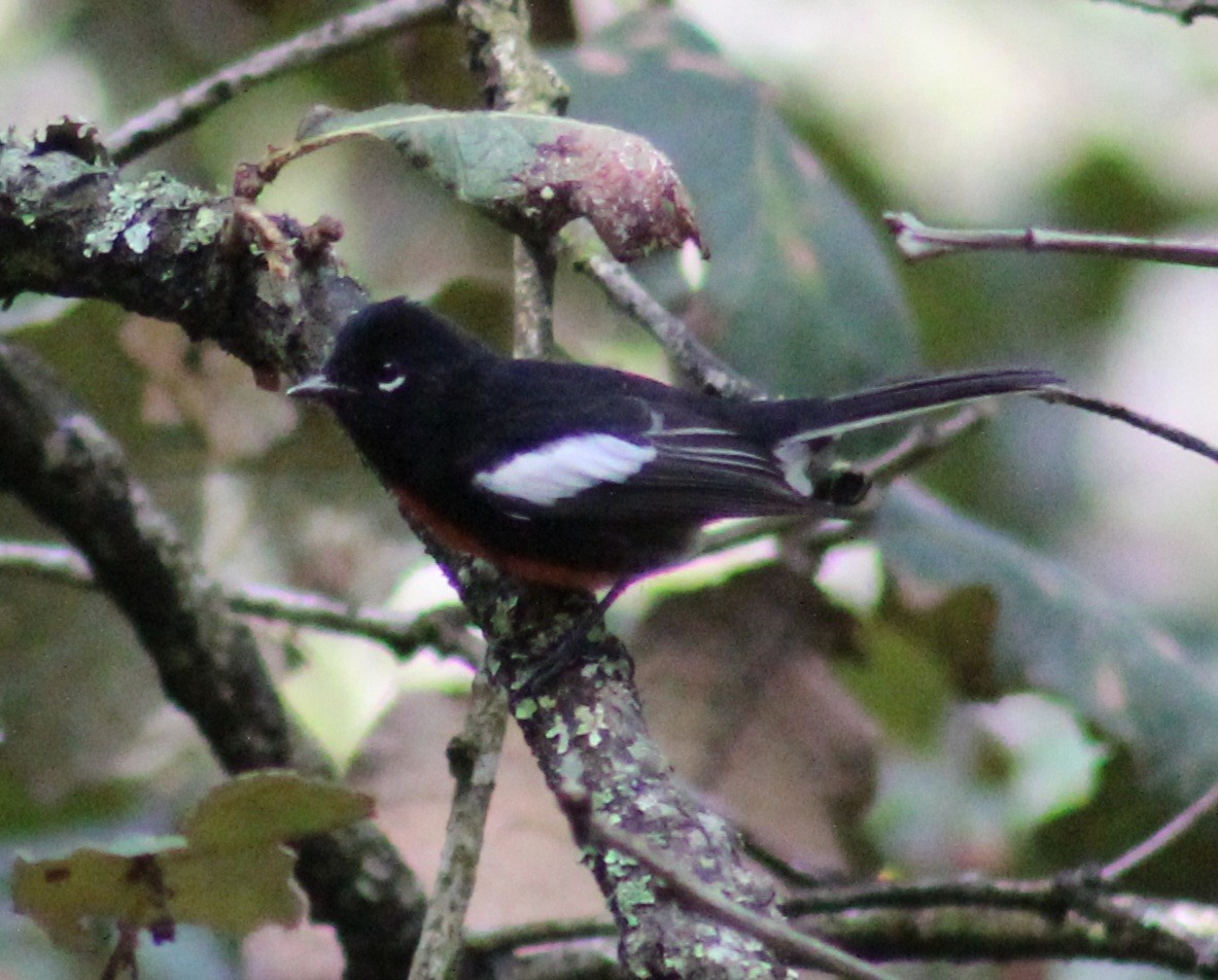 Painted Redstart - ML639489927