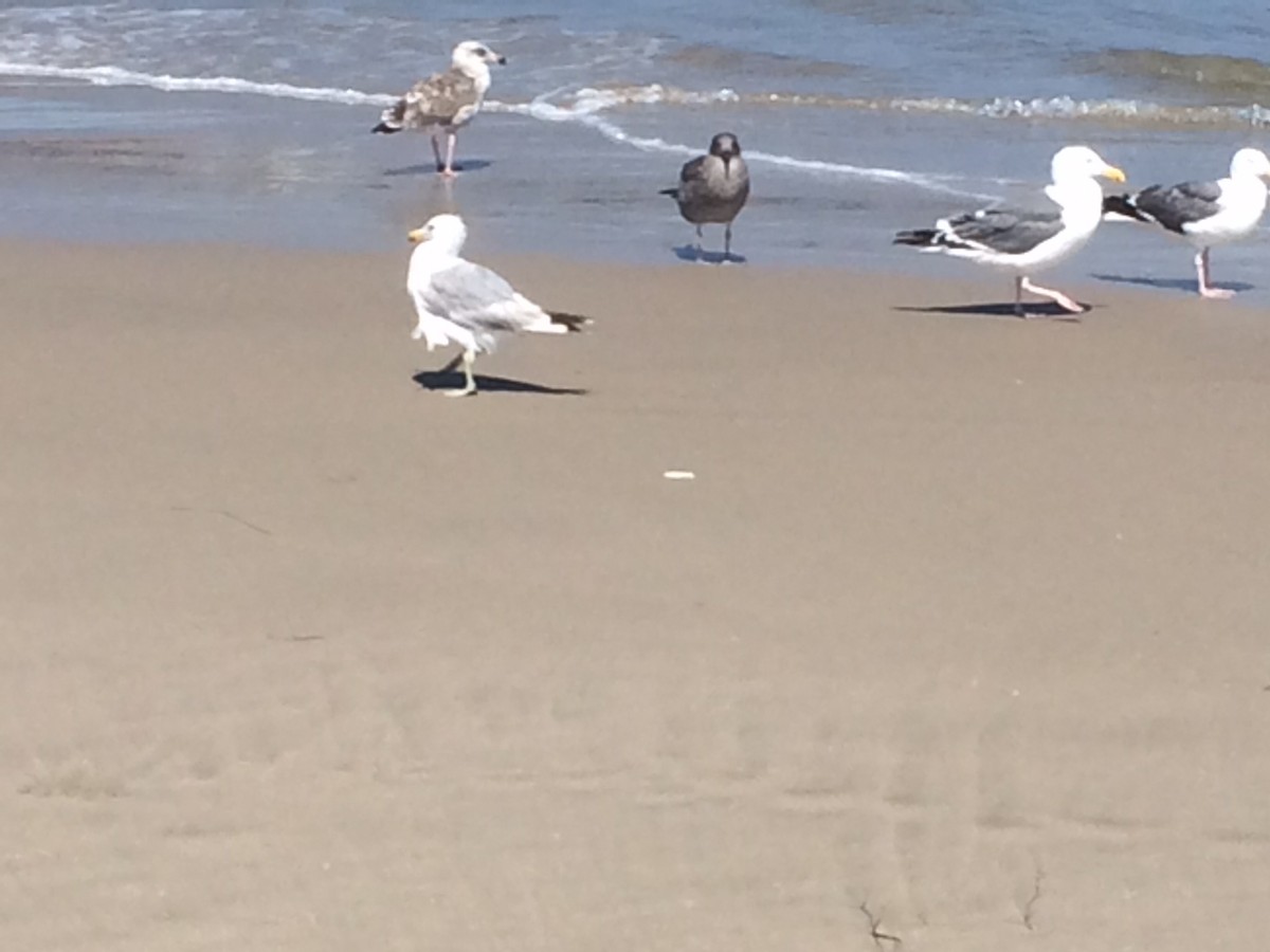 California Gull - ML639489955