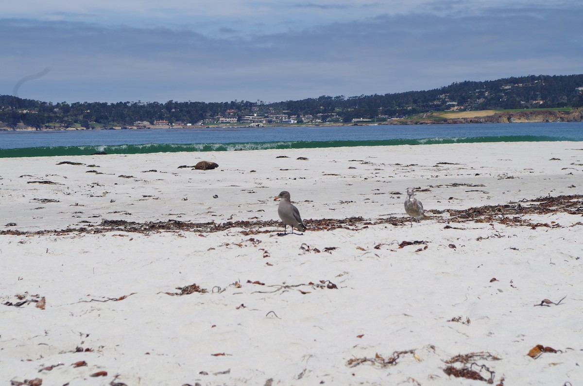 Heermann's Gull - ML639489963