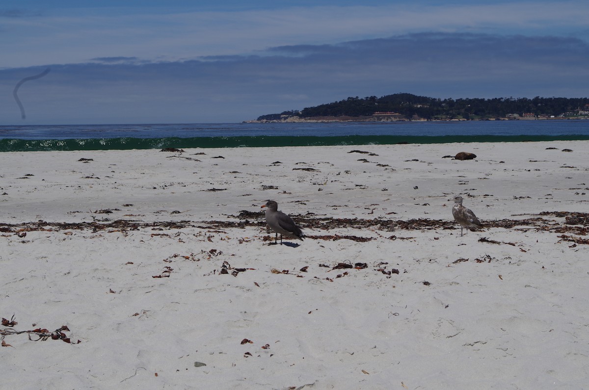 Heermann's Gull - ML639489964