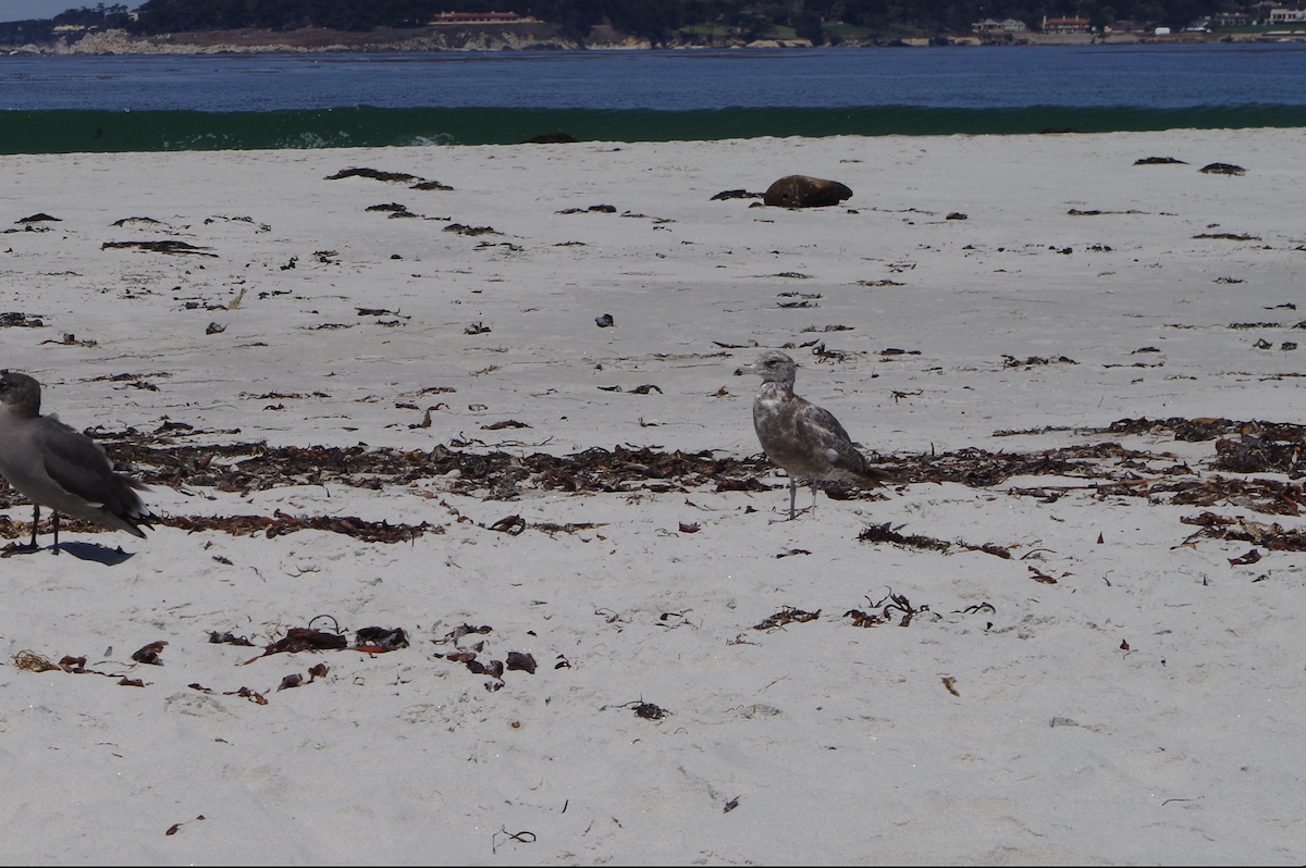California Gull - ML639489972