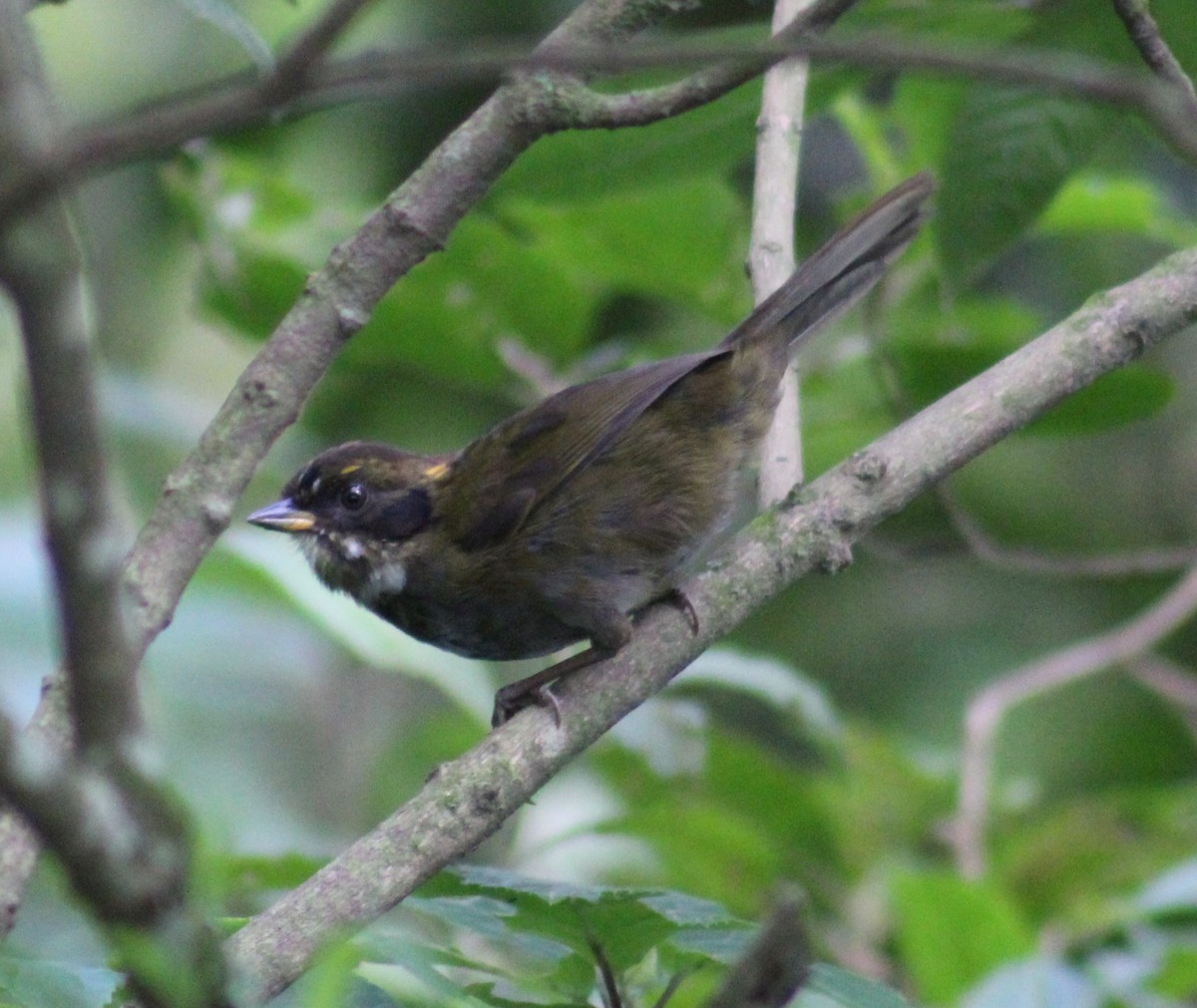 Chestnut-capped Brushfinch (Chestnut-capped) - ML639490017