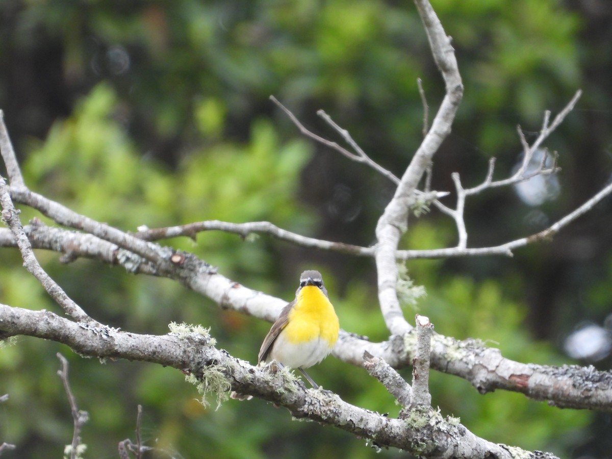 Yellow-breasted Chat - Stephanie Stragier
