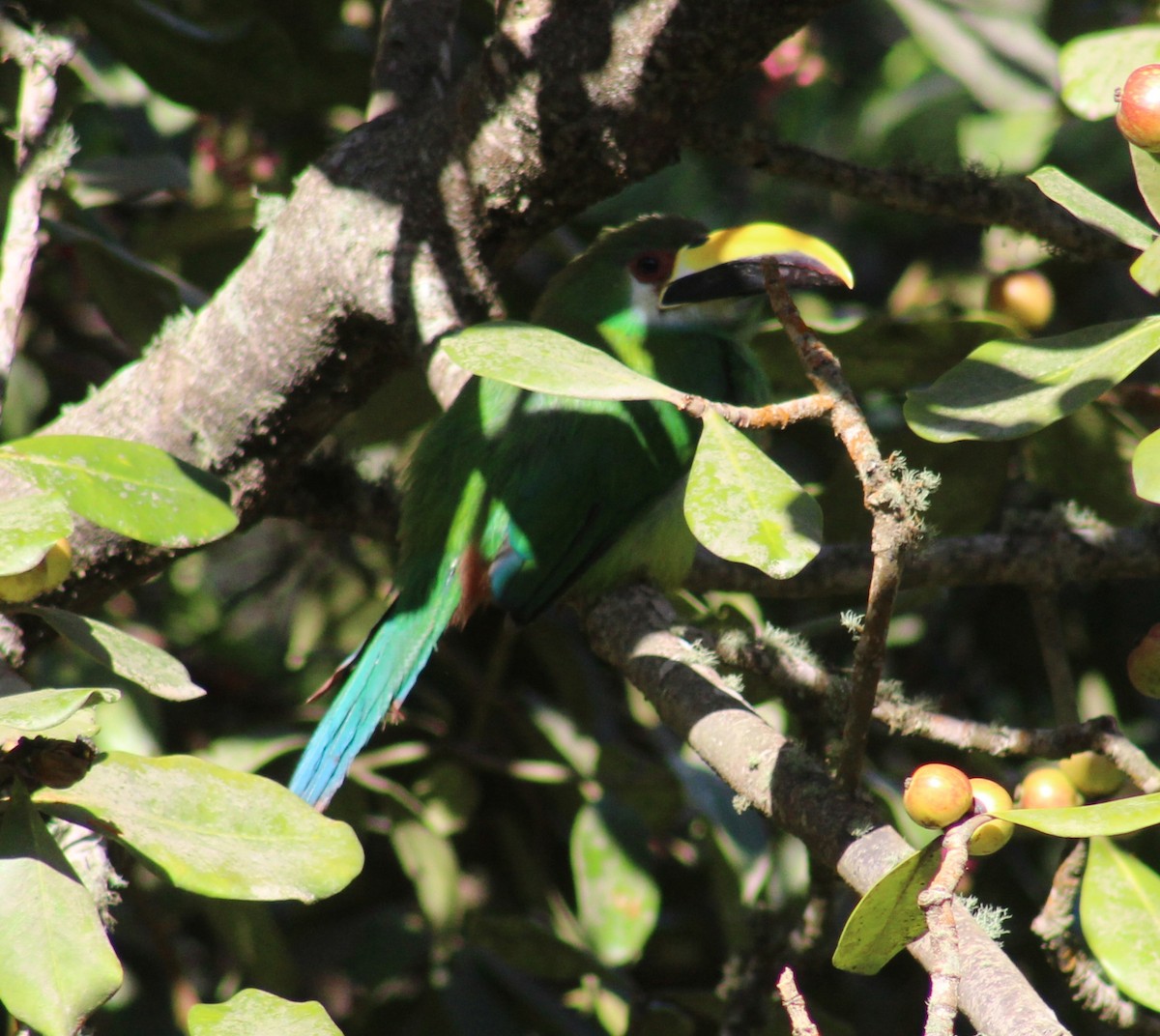Northern Emerald-Toucanet - ML639490095