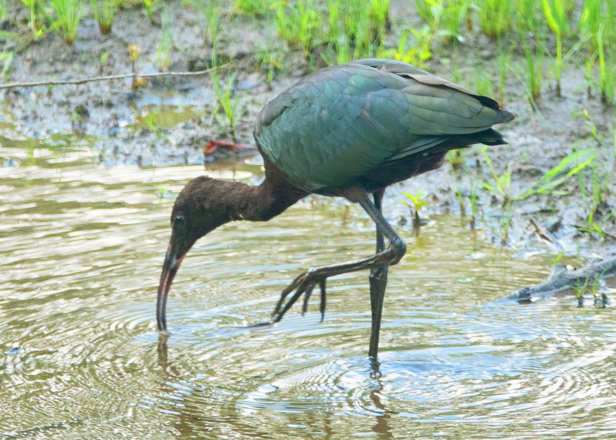 彩䴉 - ML639490110