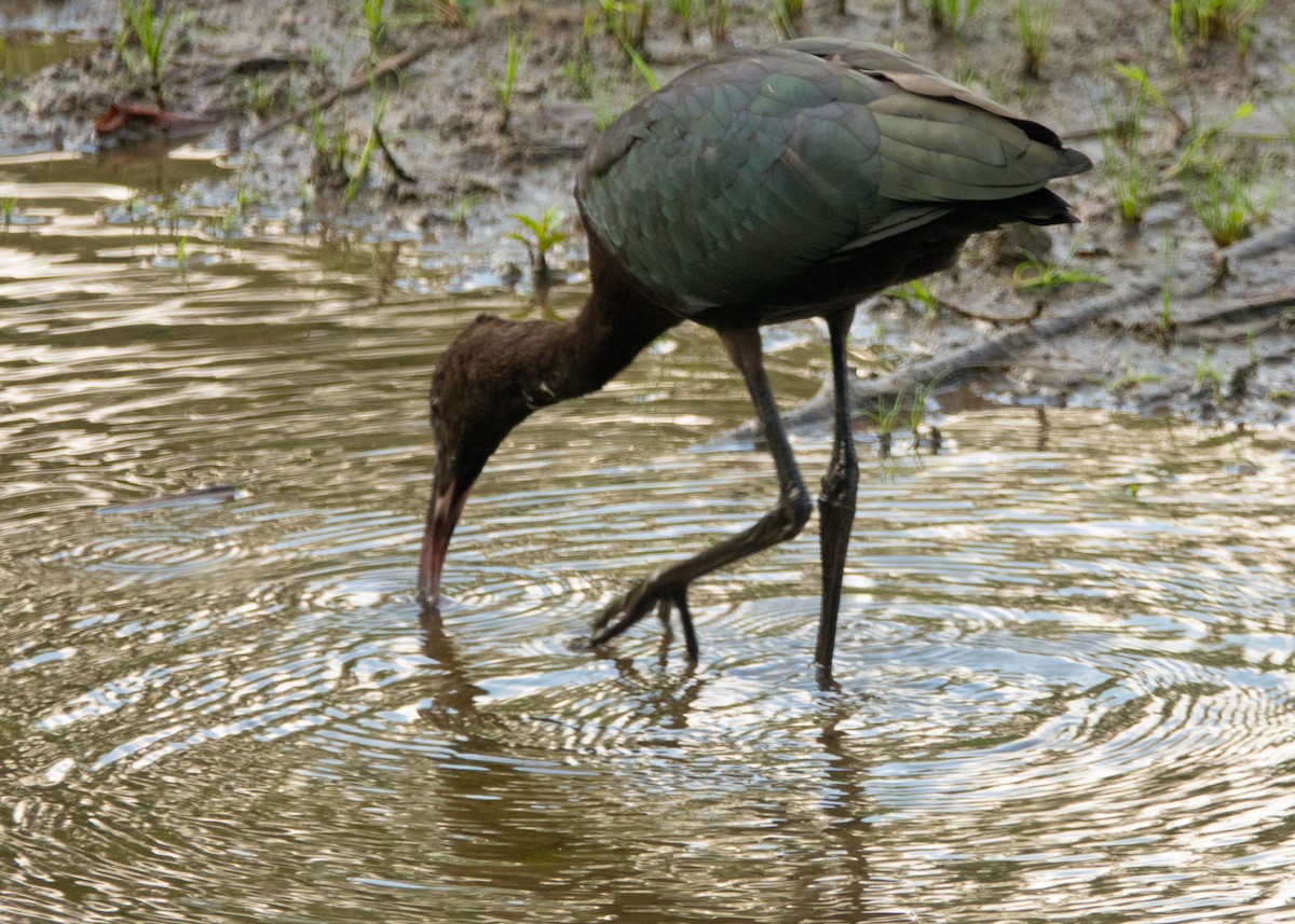 彩䴉 - ML639490127