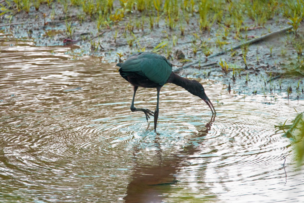 彩䴉 - ML639490134