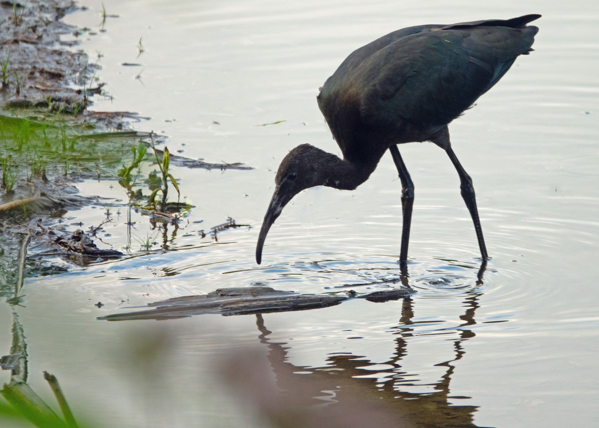 彩䴉 - ML639490138