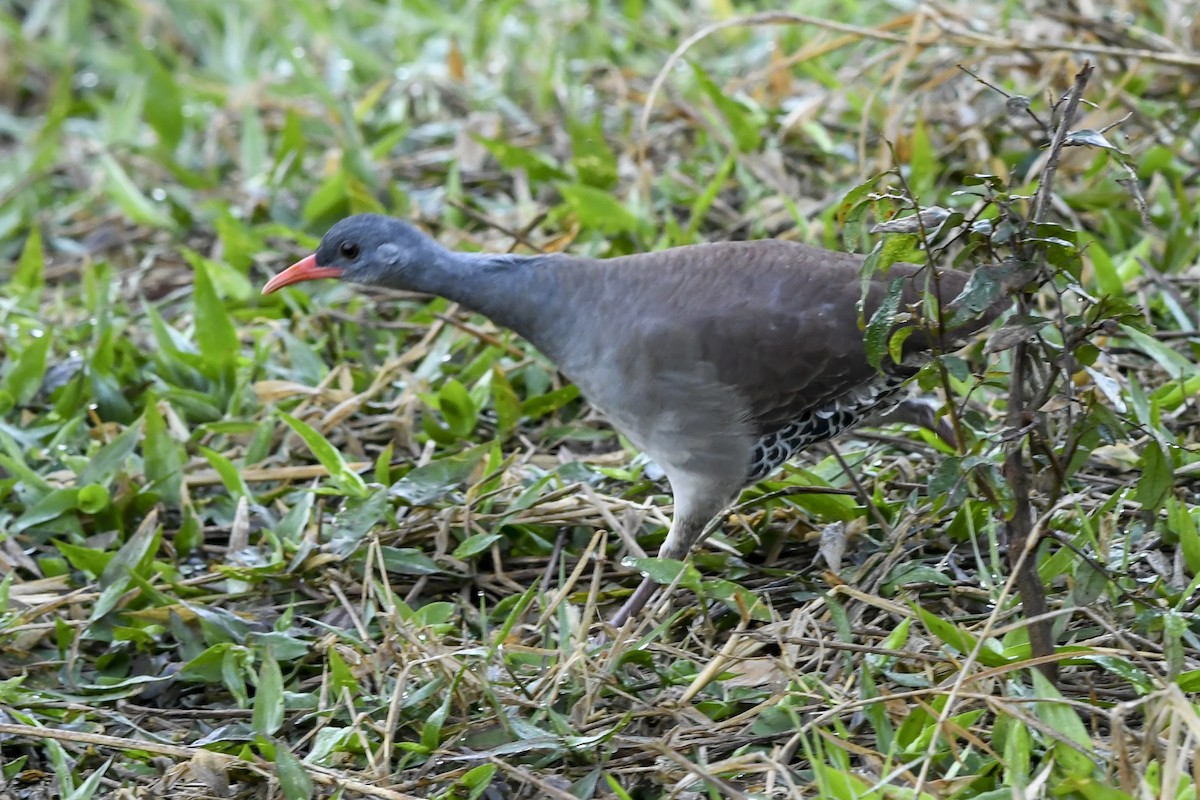 Tataupa Tinamou - ML639490243