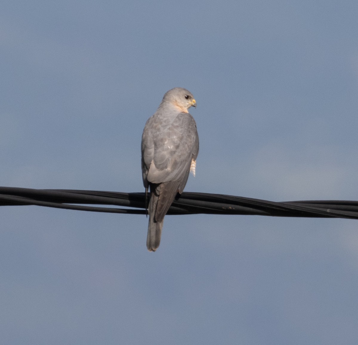 Levant Sparrowhawk - ML639490273