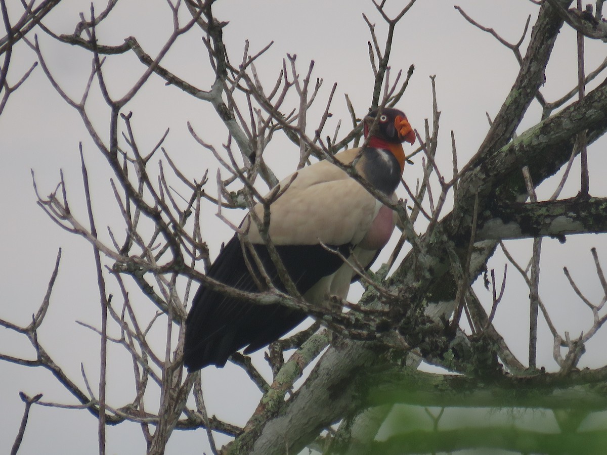 King Vulture - ML639490296