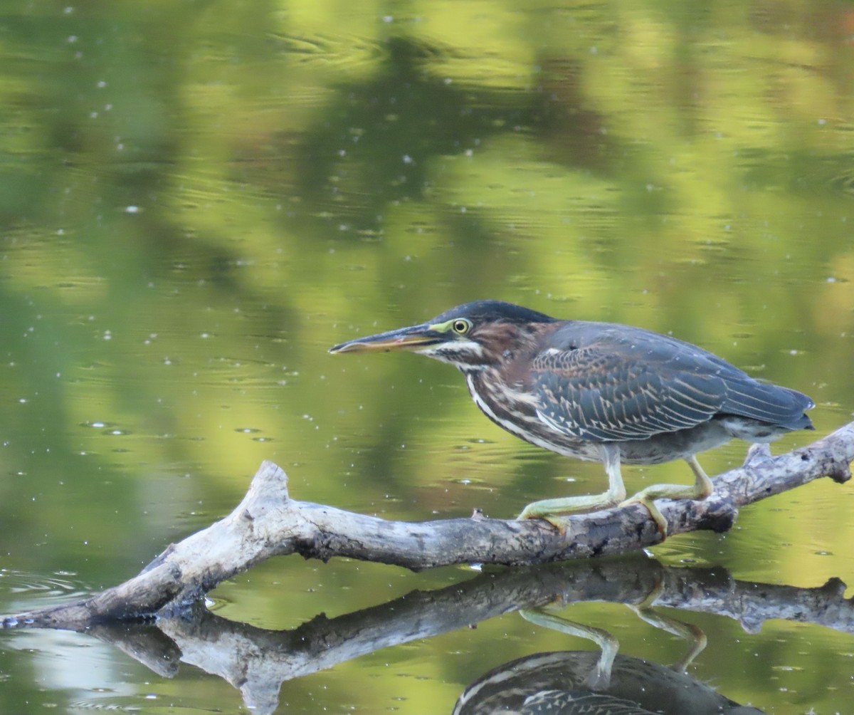 Green Heron - ML639490315