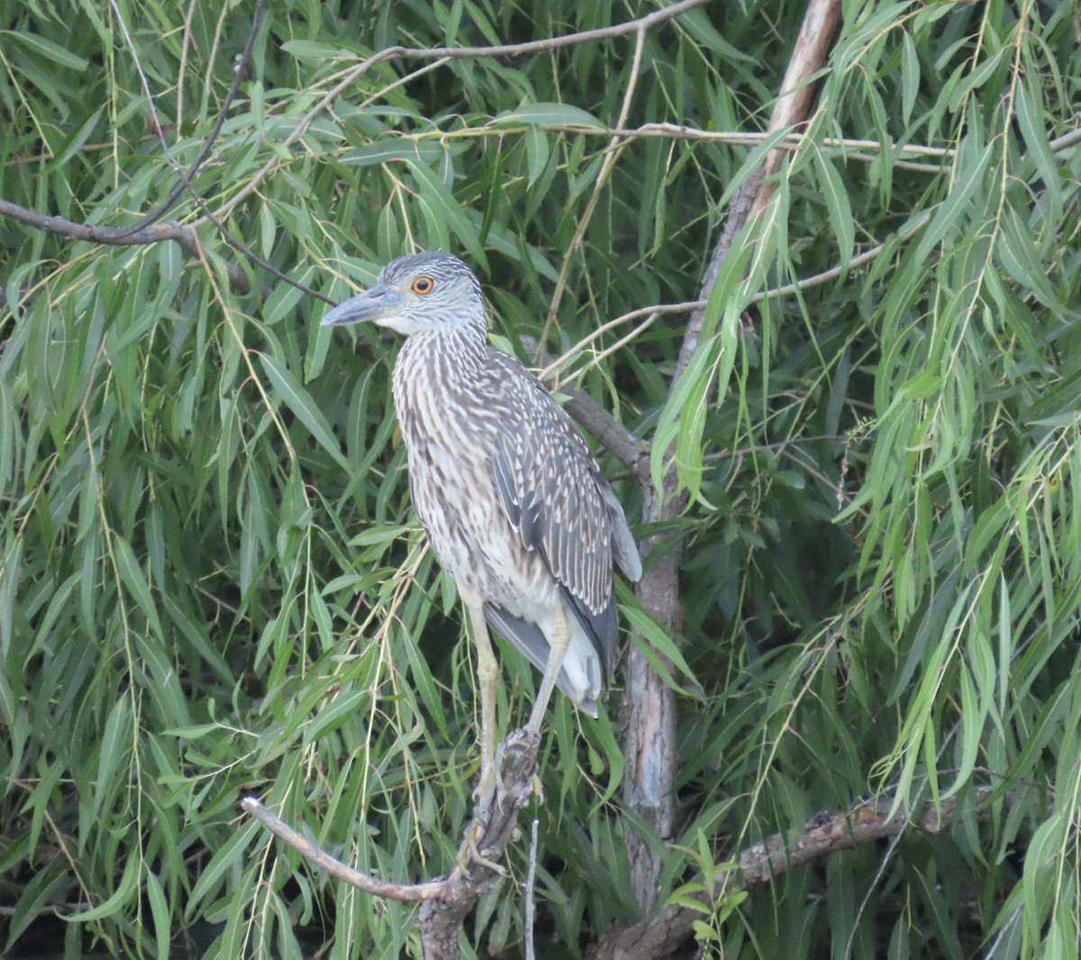 Yellow-crowned Night Heron - ML639490318