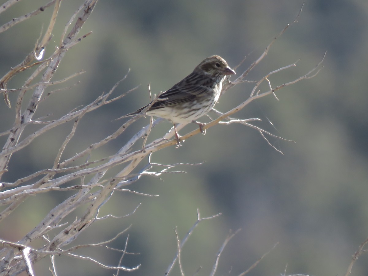 Cassin's Finch - ML639490338