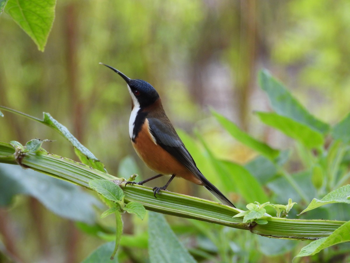 Eastern Spinebill - ML639490438