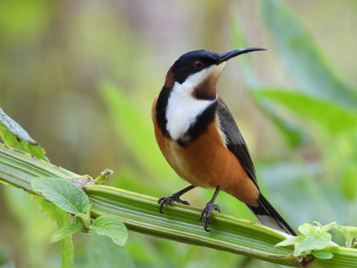 Eastern Spinebill - ML639490494