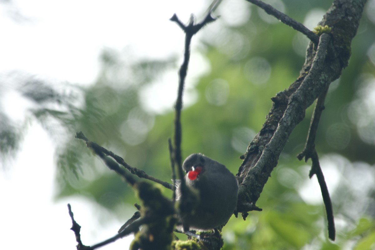 Gray Catbird - ML639490560