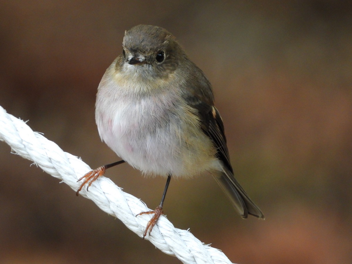 Pink Robin - ML639490565