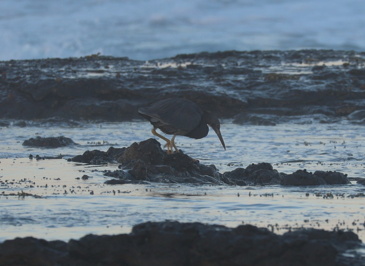 Pacific Reef-Heron - ML639490568