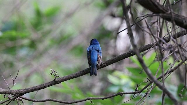 Indigo Bunting - ML639490569