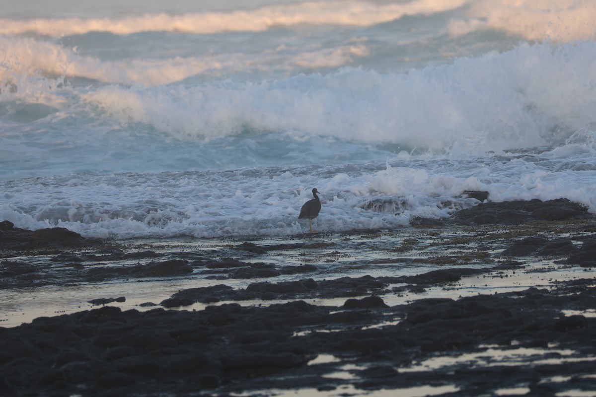 Pacific Reef-Heron - ML639490572