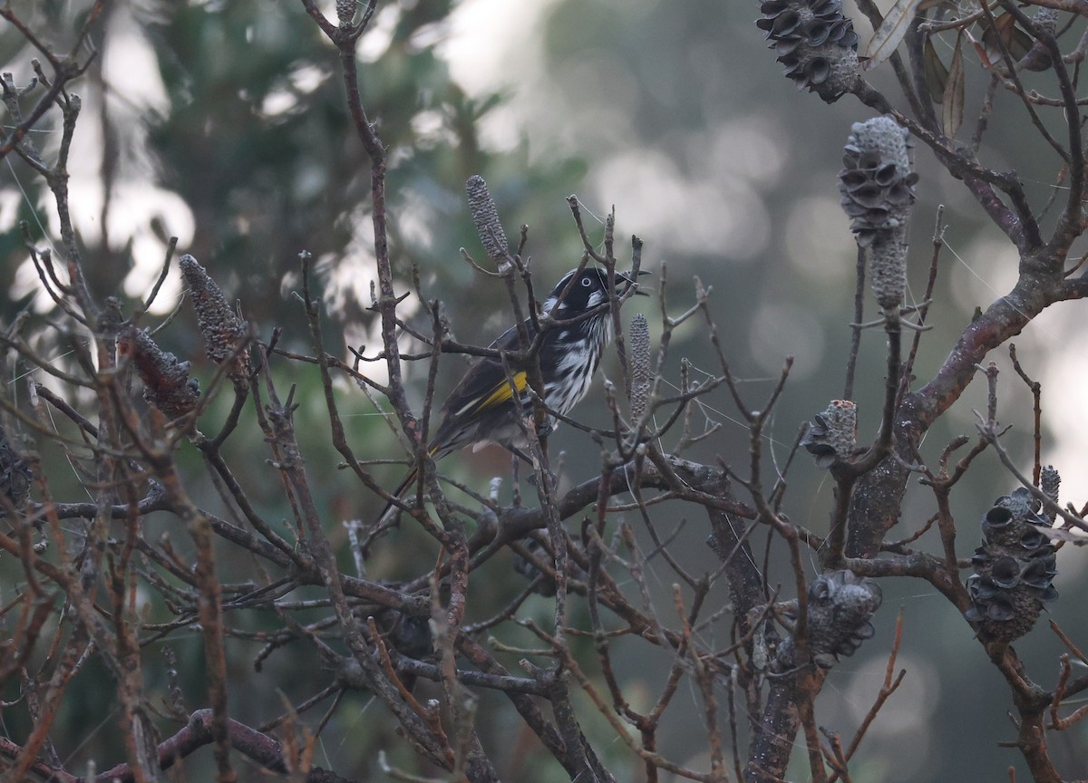New Holland Honeyeater - ML639490579