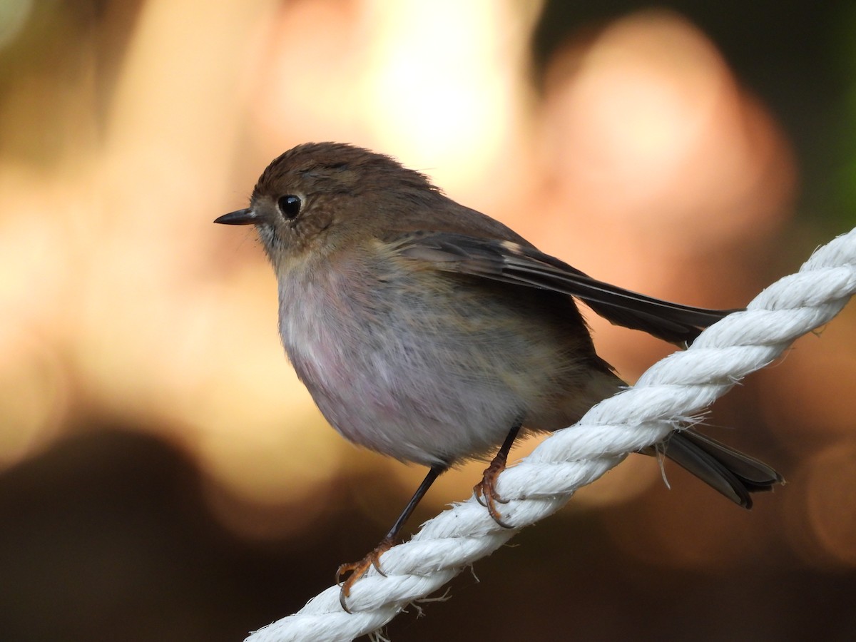 Pink Robin - ML639490594