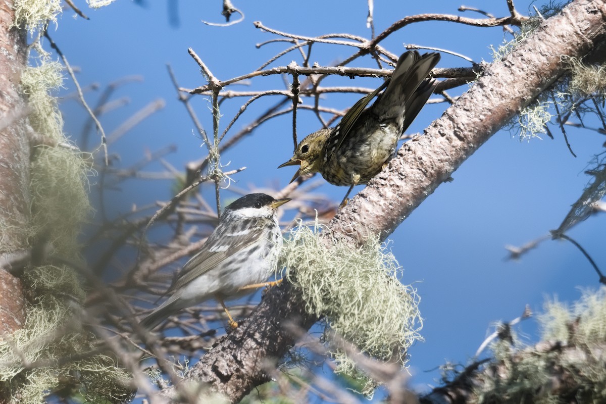 Blackpoll Warbler - ML639490691