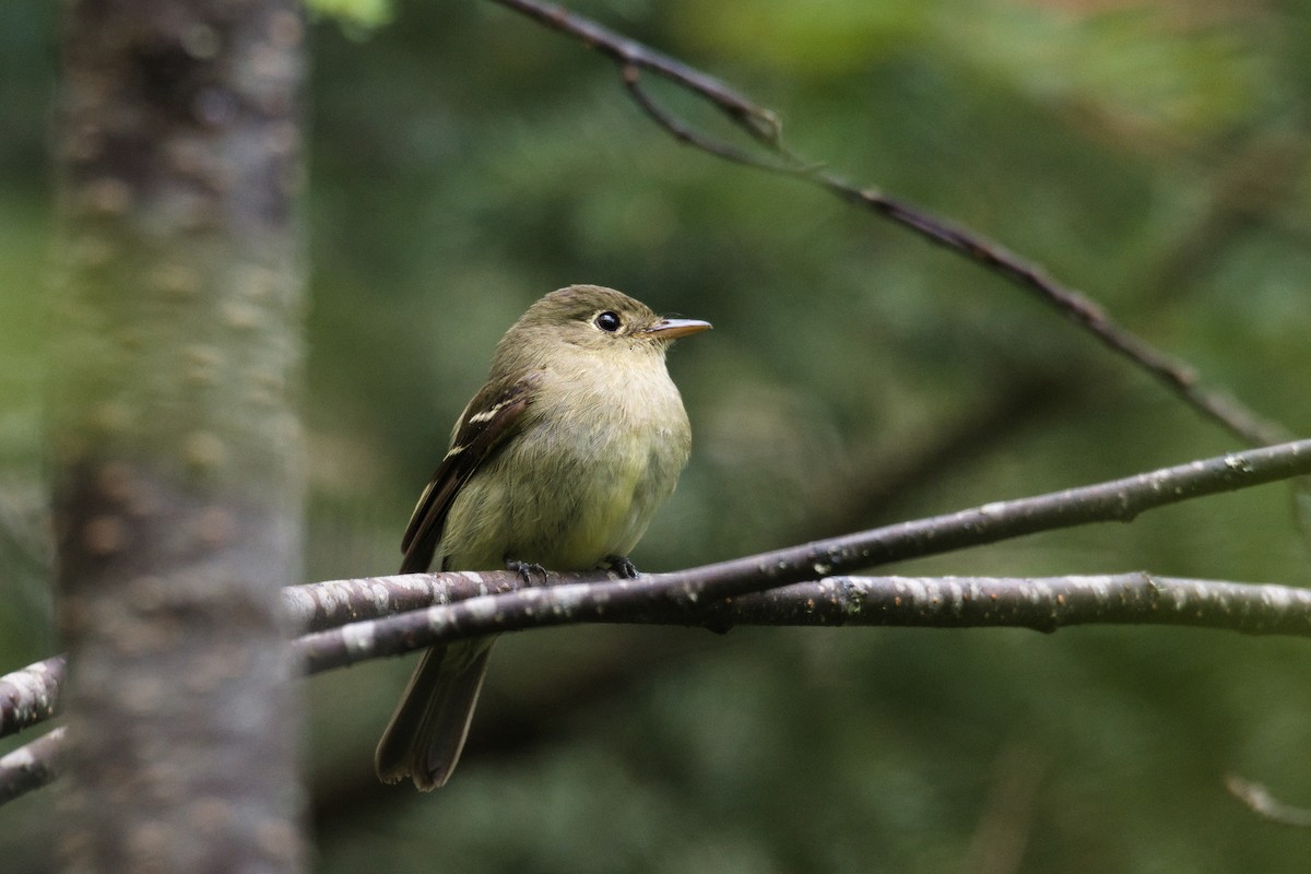 Yellow-bellied Flycatcher - ML639490709