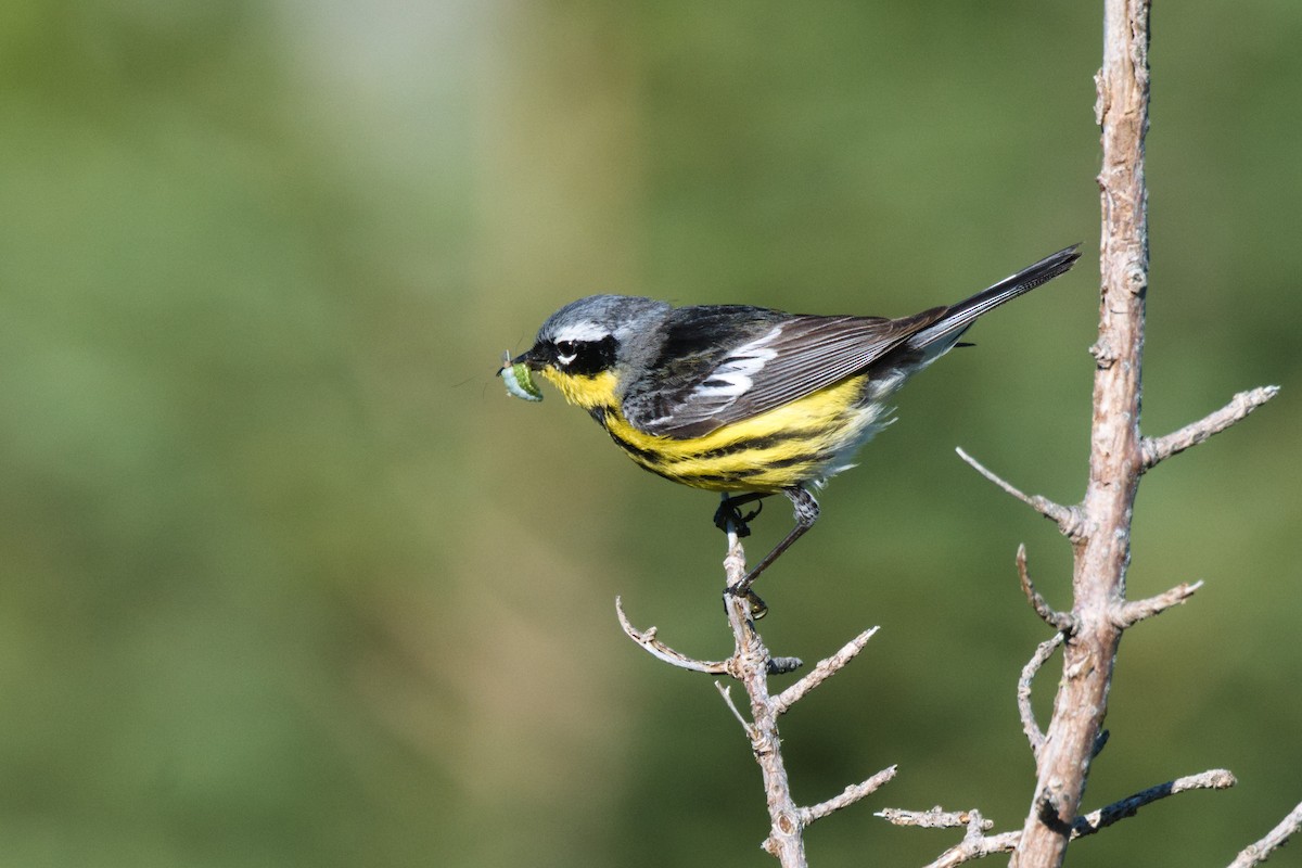 Magnolia Warbler - ML639490740