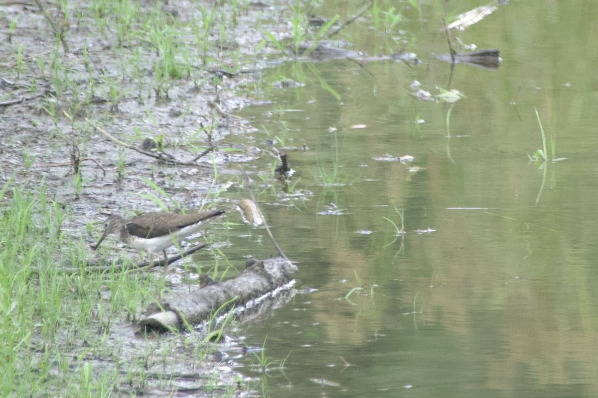 Solitary Sandpiper - ML639490771