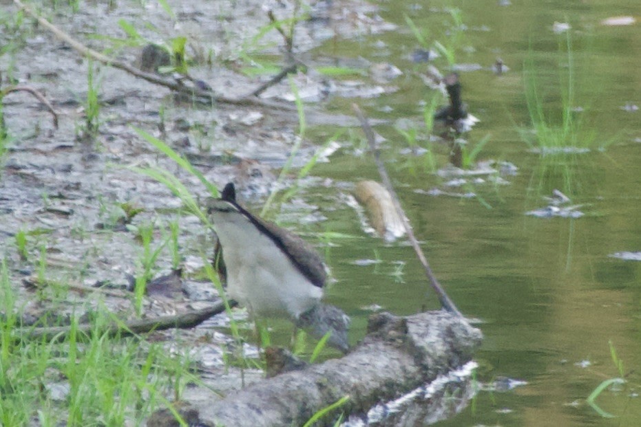 Solitary Sandpiper - ML639490786