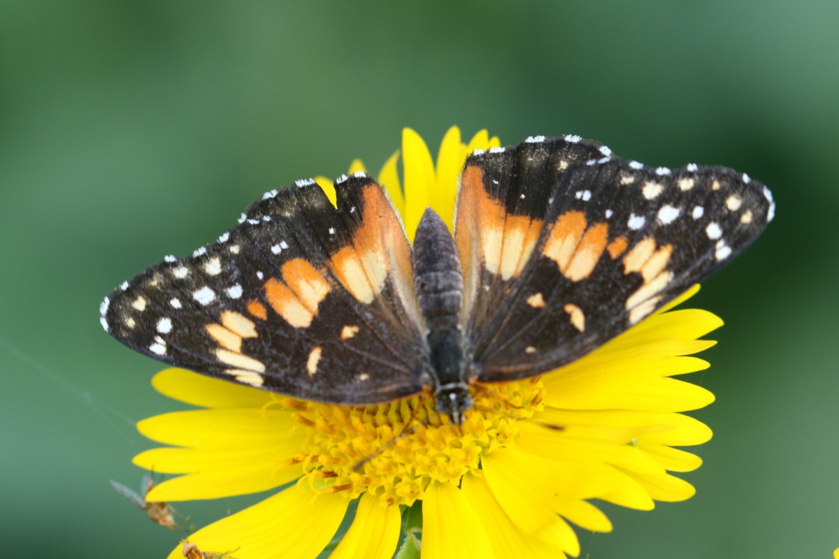 Bordered Patch - ML639490821