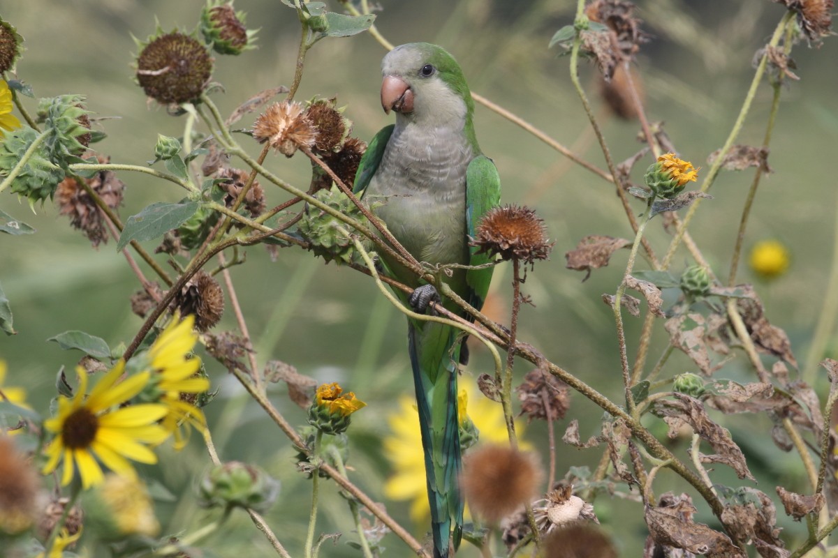 Monk Parakeet - ML639490843