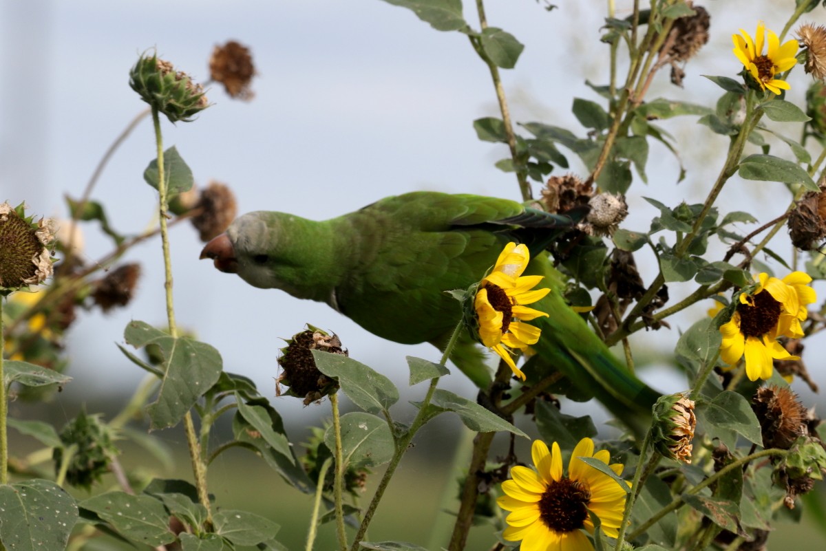 Monk Parakeet - ML639490844
