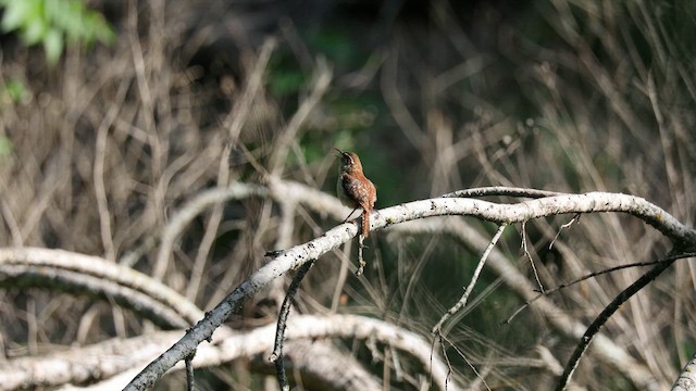 Carolina Wren - ML639490869