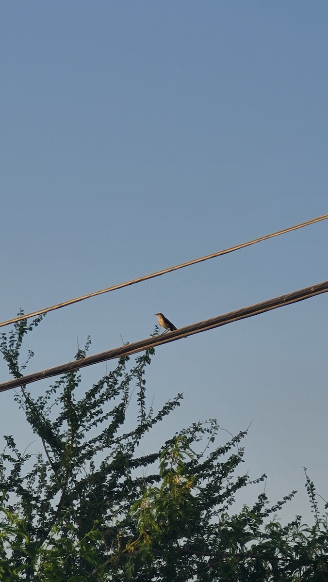 Northern Mockingbird - ML639490892