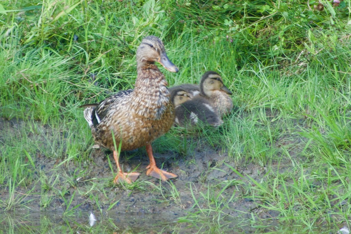 綠頭鴨 - ML639490898